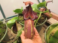 new greenhouse nepenthes pics with plants on shelves 003.JPG new greenhouse nepenthes pics with plants on shelves 003.JPG