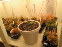 new greenhouse nepenthes pics with plants on shelves 004.JPG new greenhouse nepenthes pics with plants on shelves 004.JPG