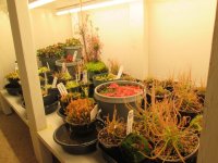 new greenhouse nepenthes pics with plants on shelves 006.JPG new greenhouse nepenthes pics with plants on shelves 006.JPG