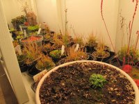 new greenhouse nepenthes pics with plants on shelves 007.JPG new greenhouse nepenthes pics with plants on shelves 007.JPG