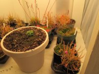 new greenhouse nepenthes pics with plants on shelves 008.JPG new greenhouse nepenthes pics with plants on shelves 008.JPG
