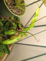 new greenhouse nepenthes pics with plants on shelves 009.JPG new greenhouse nepenthes pics with plants on shelves 009.JPG