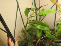 new greenhouse nepenthes pics with plants on shelves 010.JPG new greenhouse nepenthes pics with plants on shelves 010.JPG