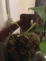 Utricularia longifolia.jpg Utricularia longifolia.jpg