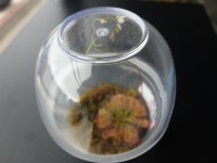 D. capillaris MS 10.30.21.JPG D. capillaris MS 10.30.21.JPG
