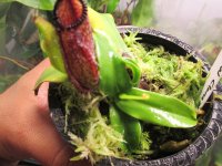 new nepenthes pics dec 2021 002.JPG new nepenthes pics dec 2021 002.JPG