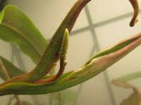new male flower 001.JPG