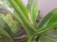 new female lowii x Campy stalk 001.JPG