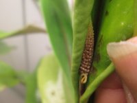 new female ans male stalk pics 002.JPG new female ans male stalk pics 002.JPG
