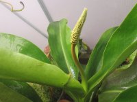new female ans male stalk pics 003.JPG new female ans male stalk pics 003.JPG