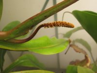 new female ans male stalk pics 004.JPG new female ans male stalk pics 004.JPG
