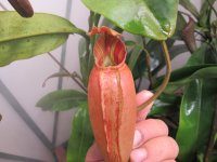 new veitchii hybrid pitchers opening 001.JPG