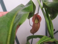 new veitchii hybrid pitchers opening 002.JPG