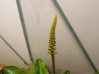 new flower stalks 2022 001.JPG