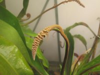 new flower stalks 2022 002.JPG