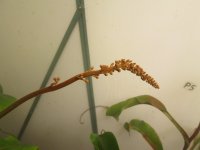 new flower stalks 2022 003.JPG