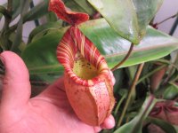 new veitchii hybrid pics 001.JPG