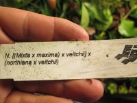 new veitchii hybrid pics 003.JPG