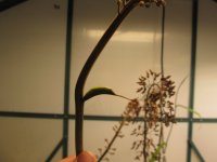 ceph eden black 008.JPG ceph eden black 008.JPG
