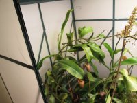 new pitcher 002.JPG