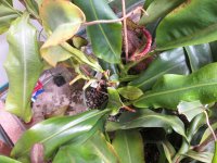 new pitcher 003.JPG