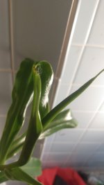 IMG_20220326_172939875.jpg