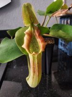 NTruncata.jpg