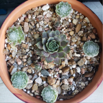 Sempervivum.png Sempervivum.png