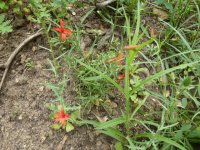 Catchfly1.JPG