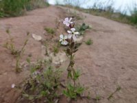 Catchfly2.JPG