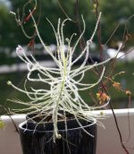 Byblis liniflora 2021.JPG Byblis liniflora 2021.JPG