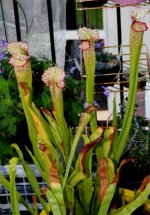 Sarracenia Leah Wilkerson pitcher patch A.JPG Sarracenia Leah Wilkerson pitcher patch A.JPG