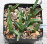 agave charity.JPG