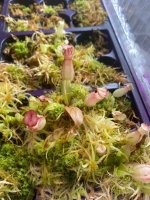 Seedlings.jpeg