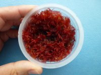 red Sphagnum 6.7.22.JPG