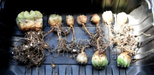 Echinopsis divided.JPG