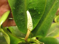 flower stalk 001.JPG
