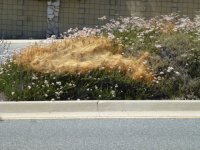 Dodder RPV 6.20.22b.JPG