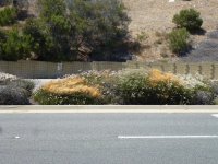 Dodder RPV 6.20.22a.JPG