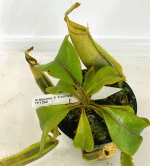 Nep-MaxTruncata.gif