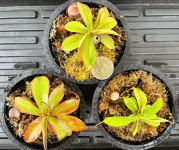 Nep-sibuyanensis.gif