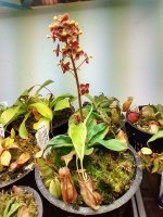 nep young flower 6-inch pot 2-and-a-half-plus yrs old from seed (FC).jpg