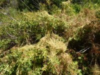 dodder.JPG