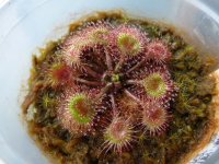 Drot bud forming.JPG Drot bud forming.JPG