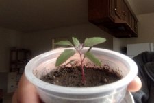 Pitseed X 1-15-23.jpg Pitseed X 1-15-23.jpg