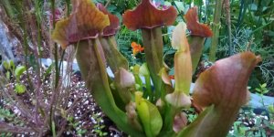 Sarracenia x Red Apache.jpeg
