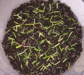 Bogneri cuttings .jpg