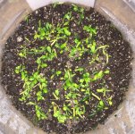 Begonia bogneri propagation.jpg