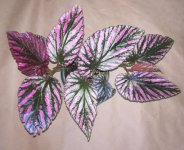 Begonia brevirimosa.jpg