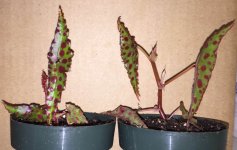 Begonia amphioxis.jpg